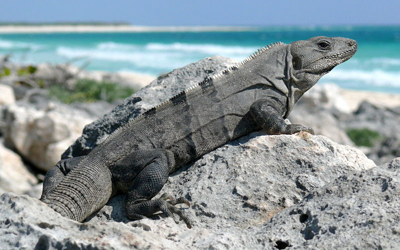 black_iguana