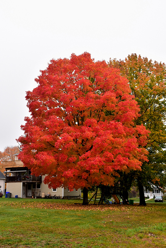 Sugar Maple
